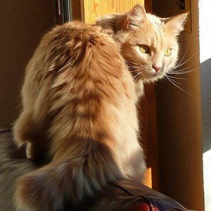 P1020669
Mein Mini-Löwe Buddy