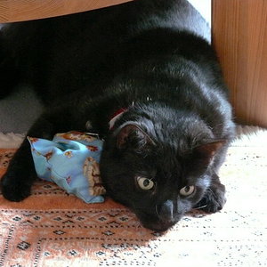 P1010497
Katzeminze-Kissen sind was Feines!