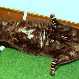 P1010359
Bino beim Katzen-Yoga!