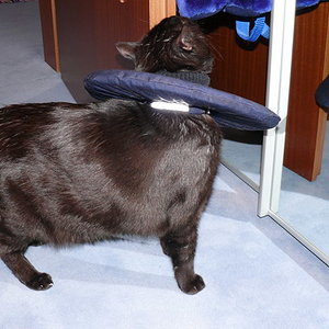 P1010823
Bino mit Leckschutz-Kragen nach seiner Tumor-OP