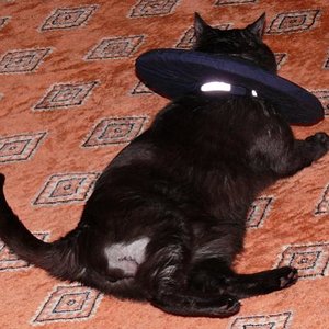 P1010829
Bino nach seiner Tumor-OP, mit Leckschutzkragen