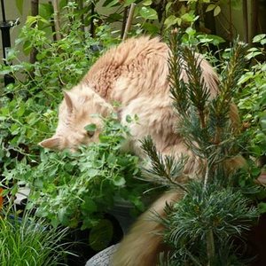 P1010522
Buddy bei der Pflege seines Gartens, Katzenminze, Katzengras...