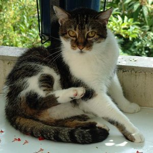 DSCF0006
Unser im Oktober 2007 verstorbener Prachtkater Schnurrie -er war ein Bild von einem Kater und hatte einen Super-Charakter...wäre er ein Mensch, würde man sagen, er ist einfach einer feiner Kerl gewesen.