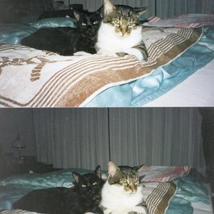 Bild50001
Schnurrie & Bino, Schnurrie hat Bino sofort akzeptiert und wie sein eigenes Kind gehegt...vor seiner Kastration 1998 hatte er mit seiner großen Liebe Maxl, der Kätzin unserer Nachbarn einen Wurf. Er hat seine Kinder und die Katzenmama vorbildlich umsorgt, war stets ein Gentleman und war mit einem seiner Söhne, Beppo, bis dieser mit seinen Besitzern wegzog unzertrennlich.