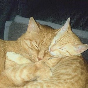 Titus und Laszlo. Der Kleine hat dem Großen nach Fibrosarkom-OP das Leben gerettet. Liebe hilft.