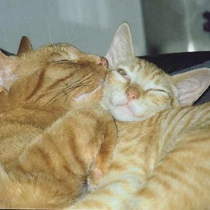 Titus und Laszlo. Wahre Liebe unter Katern.