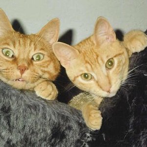 Titus und Laszlo. Ein bisschen wie Kilroy, oder?