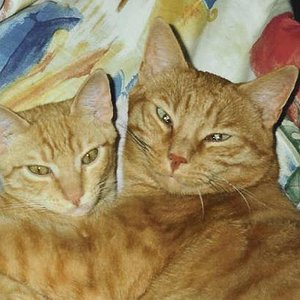 Titus (rechts) und Laszlo (links). Der Kleine ist mein!