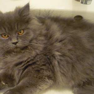 Er liebr Waschbeken,Wasser und spielt sogar mit dem Staubsauger !?!