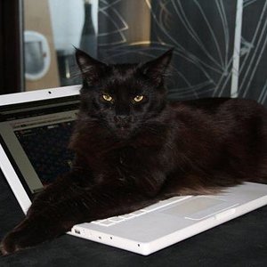 Salem auf PC