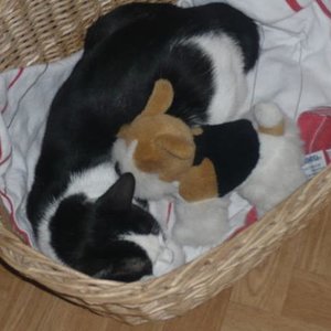 Felix mit Kuschelhund