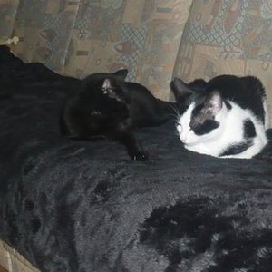 Die Geschwister Nala und Felix beim Schlafen