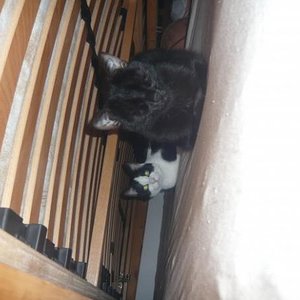 Die Geschwister Nala und Felix beim Schlafen