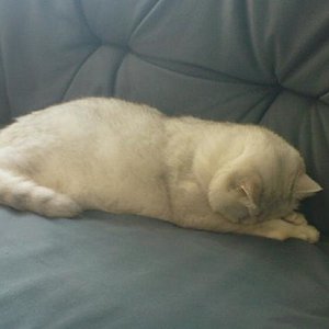 Hella bei einem kleinem Nickerchen