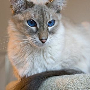 Merlin mein Herzenskater. Balinese in Blue-Tabby-Point