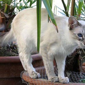 Balinesenkater Merlin von der Rumpelshorst