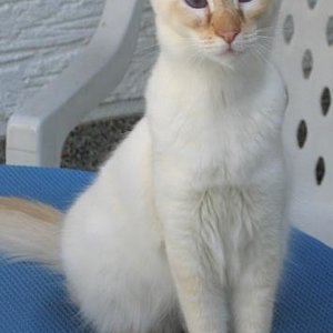 Sandy meine kleine Elfe