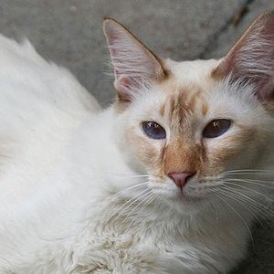 Sandy geb. als Anderwelt Violet. Balinesenmädchen in der Farbe Cinnamon(silver)-Torbie-Point... Sie ist in jeder Beziehung ein Engel.