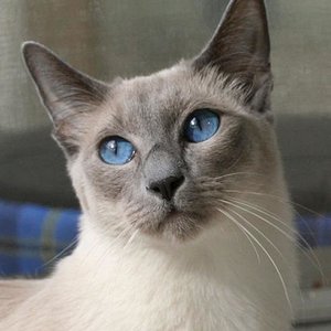 Lilly mit schmachtendem Blick