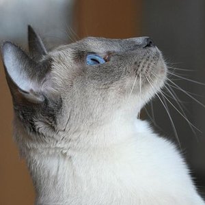 Lilly, geb. Mandy vom Garten, Siammädchen in Blue-Point