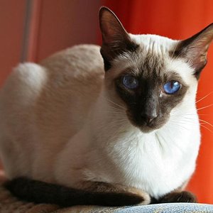 Eigentlich heißt das Siammädchen Alisha vom Garten