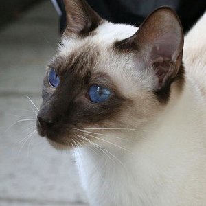 Eine absolute Schönheit meine süße kleine Ally-Maus