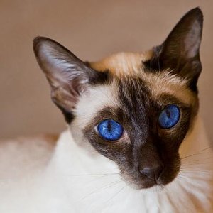 Ally meine kleine süße Schokoschnute.