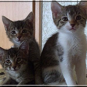 o.l.: Zoe
r.: Sally
u.l.: Lucy (ist ausgezogen und jetzt die glücklichste Einzelkatze der Welt)

alle mit ca. 10 Wochen alt