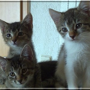 u.l.: Lucy
o.l.: Zoe
r.: Sally

nochmal ca. 10 Wochen alt