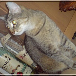 Die stolze Mama der Rasselbande, Turbo