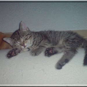 Lilly mit ca. 12 Wochen