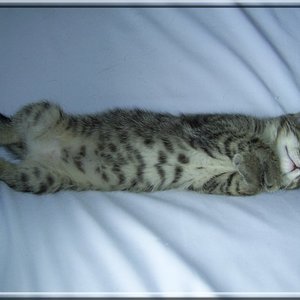 Lilly mit ca. 12 Wochen