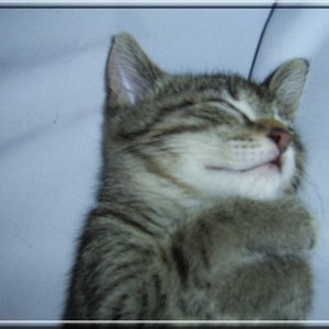 Lilly mit ca. 12 Wochen