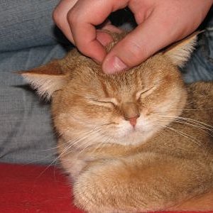 Cayenne beim knuddeln