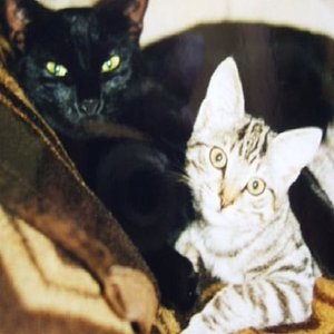 k Katzenbilder 019

Der schwarze Mini-Panther ist Bonnie, und der Mini-Tiger ist Minka