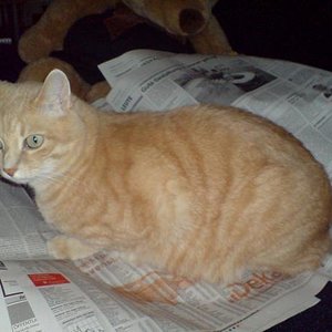 Kann man den nicht in Ruhe Zeitung lesen?