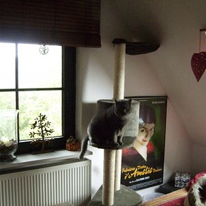 Deckenhoher Kratzbaum