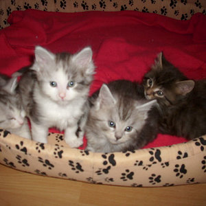 Die 4 Katerchen
nach dem Spielen erledigt = Ruhepause!