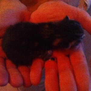 so groß waren die zu erst