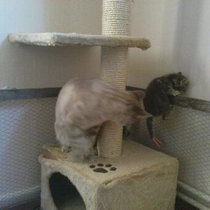 da ist der Papa Garfield und Angel oder Kiara ( da konnte man sie noch nicht auseinander halten :) )