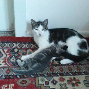 katerchen Tom, den wir leider abgeben mussten