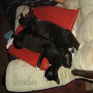 Siamesiche Zwillinge *grins*