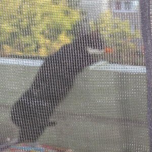 Vögelchen hier bin ich *grins*