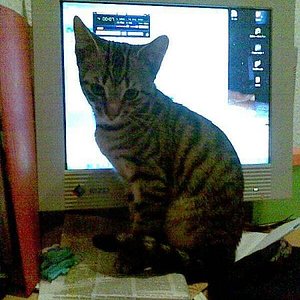 Rockys Lieblingsplatz wenn ich am PC sitze