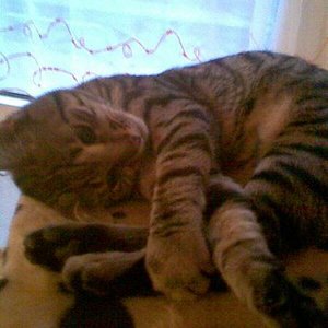 Rockys Schlafposition