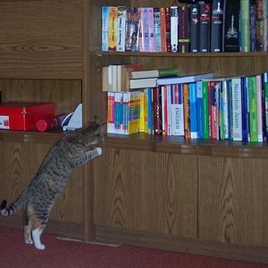 Püppi inspiziert das Regal