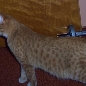 Jack lugt um die Ecke ;)