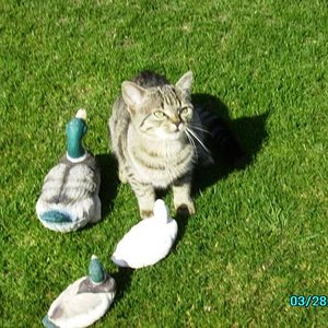 Meine Freigänger 004