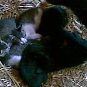 Katzenjunges auf dem Reiterhof