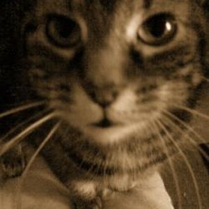 Mein Liebling(sbild)